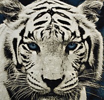 Гобелен "Бенгальский тигр"35х35
